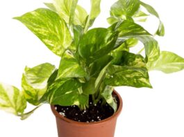 Vastu Tips for Money Plant