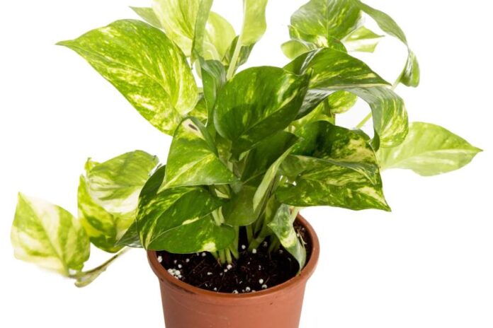 Vastu Tips for Money Plant