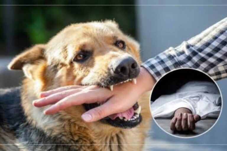 Health News: आवारा कुत्ते के काटने के 10 मिनट के अंदर करें ये काम, वरना जा सकती है जान