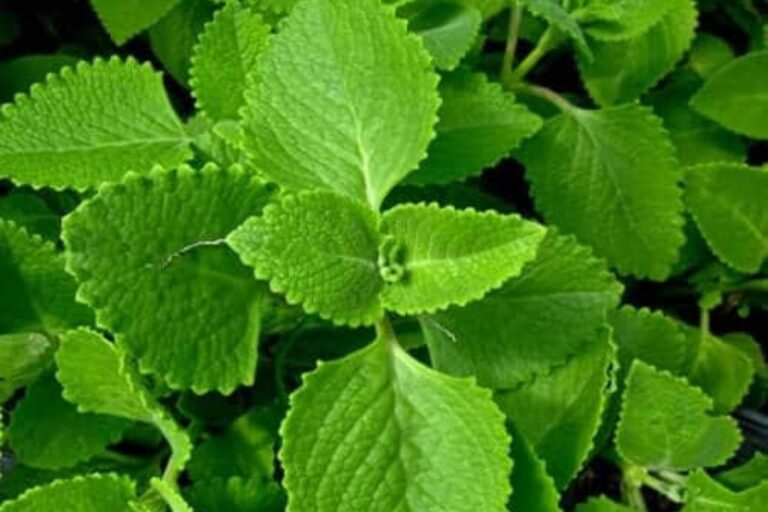 Benefits Of Celery Leaves : बेहद फायदेमंद होती है अजवाइन की पत्तियां, इन बीमारियों को करती है दूर