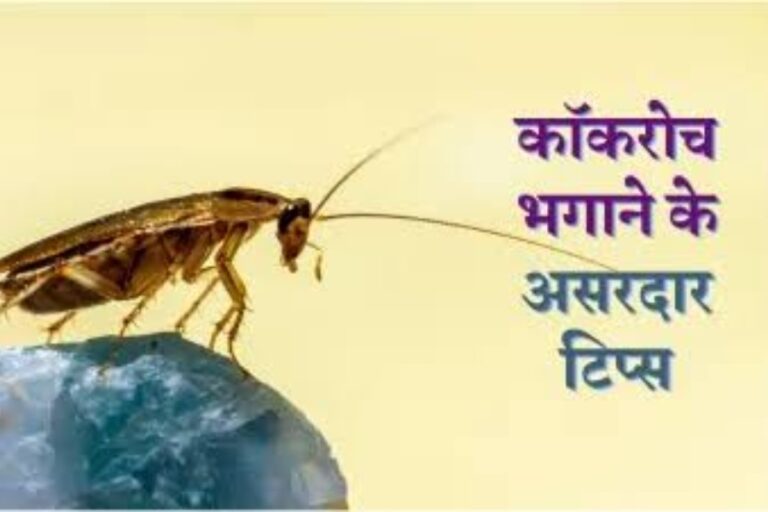 Get rid of cockroaches: घर में कॉकरोच से हो गए हैं परेशान, तो अपनाए ये टिप्स, चुटकियों में दूर होगी समस्या