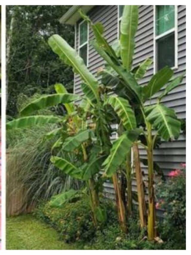 Banana Tree Vastu