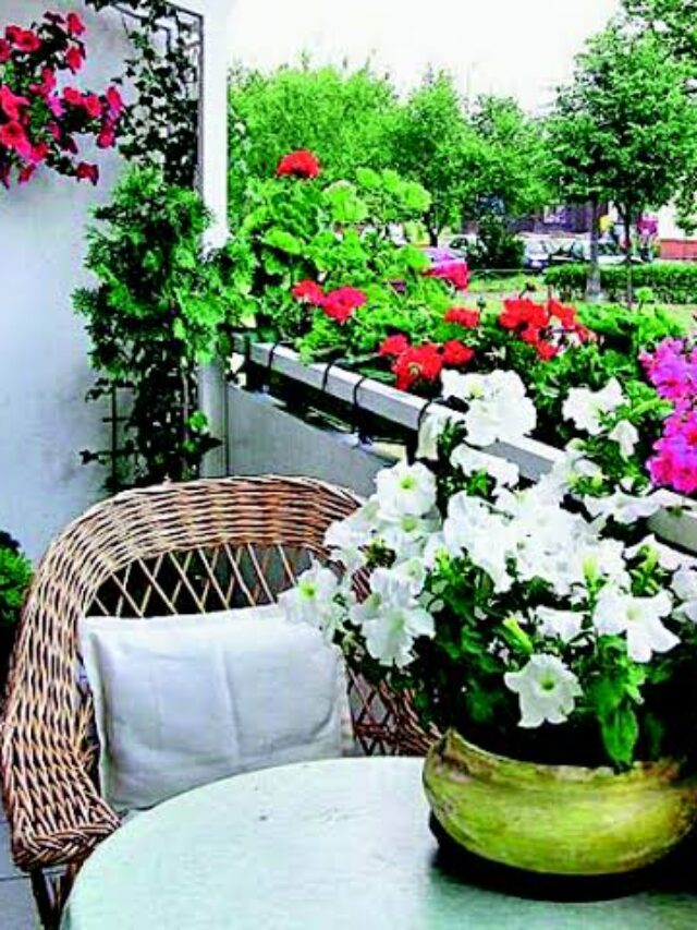 Plants For Home Garden