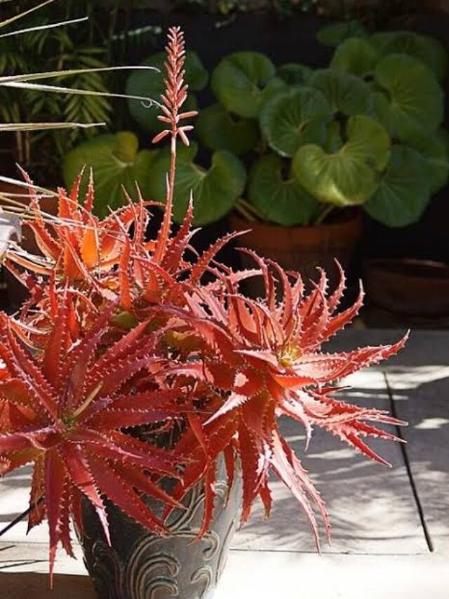 red alovera