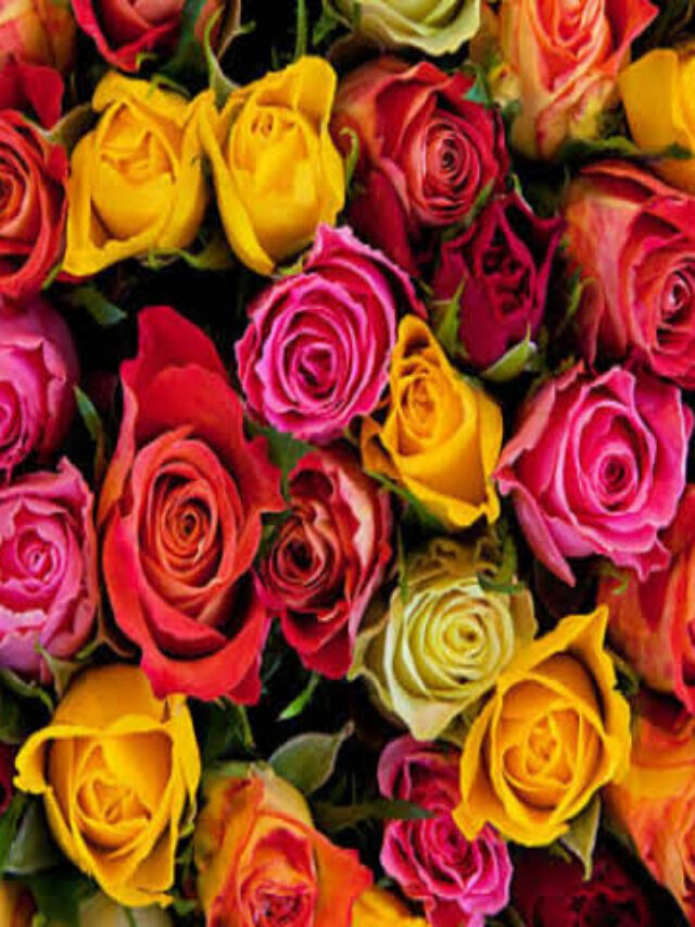 Valentine Day
