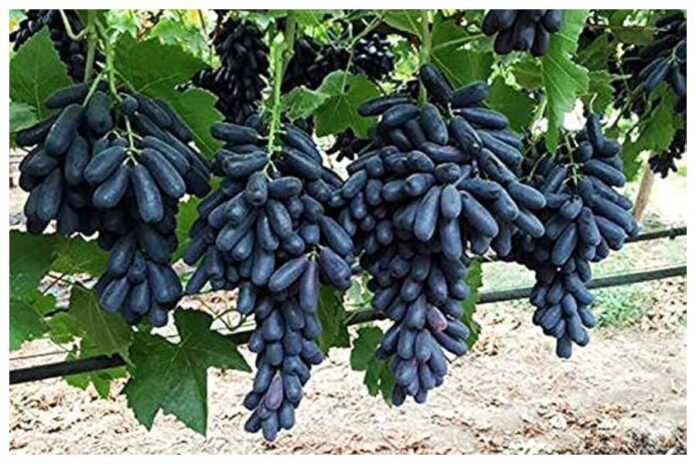 Black Grapes