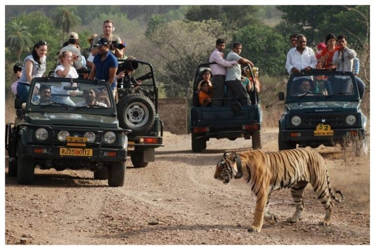 Jungle Safari In India: गर्मियों में इन जगहों पर उठाएं सफारी का मजा, इन छुट्टियों में मिलेगा भरपूर मजा