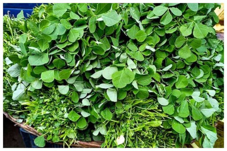 Methi Ka Saag Benefits: वेट लॉस समेत पाचन दुरुस्त रखता है मेथी का साग, सिर्फ स्वाद ही नहीं सेहत के लिए है रामबाण