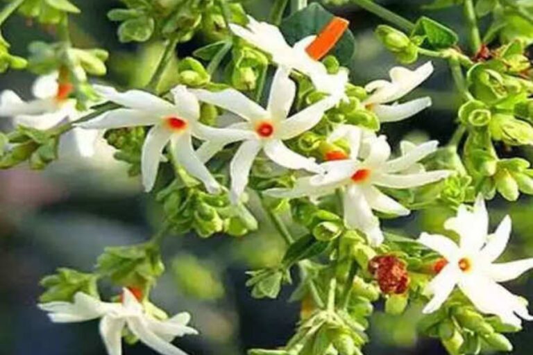 वास्तु दोष हो या शादी से जोड़ी समस्या, हर समस्या को दूर करेगा हरसिंगार का फूल, बस करें हरसिंगार से यह उपाय