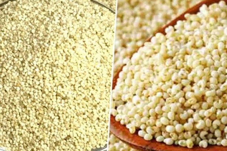 Health Tips: शरीर के लिए बेहद फायदेमंद होता है खसखस, जानिए इसके उपयोग और फायदे