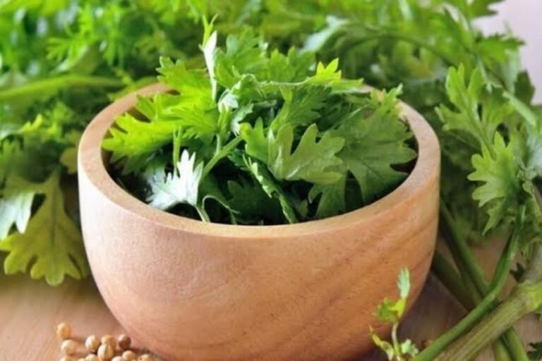 सेहत के लिए खजाने से काम नहीं है धनिया का पत्ता, इन बीमारियों को चुटकियों में करता है दूर