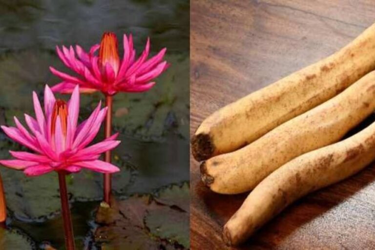 डायबिटीज से लेकर कई बीमारियों को दूर करने में फायदेमंद है कमल ककड़ी, जानिए इसके गजब के फायदे