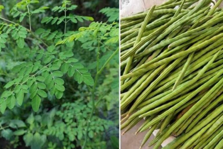 Health News: रोजाना डाइट में शामिल करें सहजन की फलिया, बदलते मौसम में इन बीमारियों से आपको रखेगा दूर