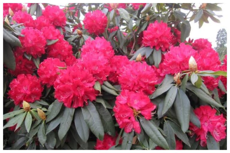 संजीवनी बूटी की तरह फायदेमंद है पहाड़ों पर पायी जाने वाली यह गुलाबी फूल, कई बीमारियों को करती है दूर