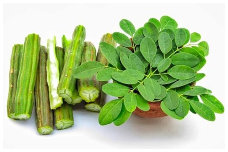 Drumstick Benefits: पुरुषों के लिए औषधि के समान है सहजन, खाने से पुरुषों की यह समस्याएं होती है दूर, जाने इसके फायदे