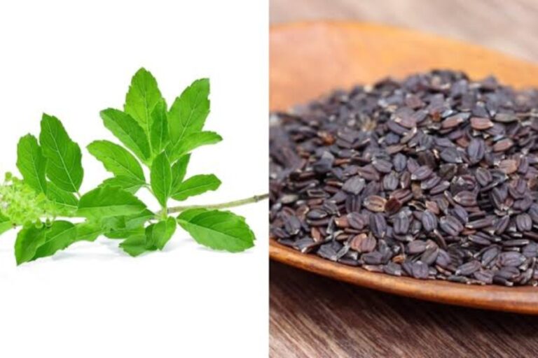 सिर्फ तुलसी का पत्ता ही नहीं इसका बीज भी है बेहद फायदेमंद, इन समस्याओं को करता है जड़ से दूर, जाने इसके फायदे