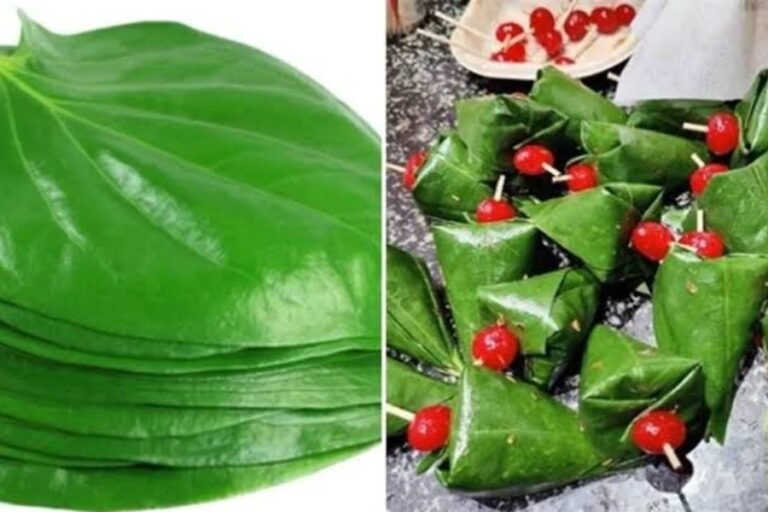 पेट को बर्फ की तरह ठंडा कर देता है यह पत्ता, पाचन तंत्र के लिए है बेहद फायदेमंद, जाने इसके फायदे
