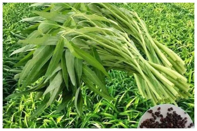 पोषक तत्वों से भरपूर होता है यह साग, एक सप्ताह तक इसका सेवन करने से जड़ से दूर हो जाएगा कब्ज बवासीर