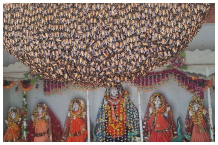 यहां पूजी जाती है मधुमक्खियां वाली देवी का मंदिर, मंदिर के आगे औरंगजेब की सेना ने टेक दिए थे घुटने, रोचक है इसकी कहानी
