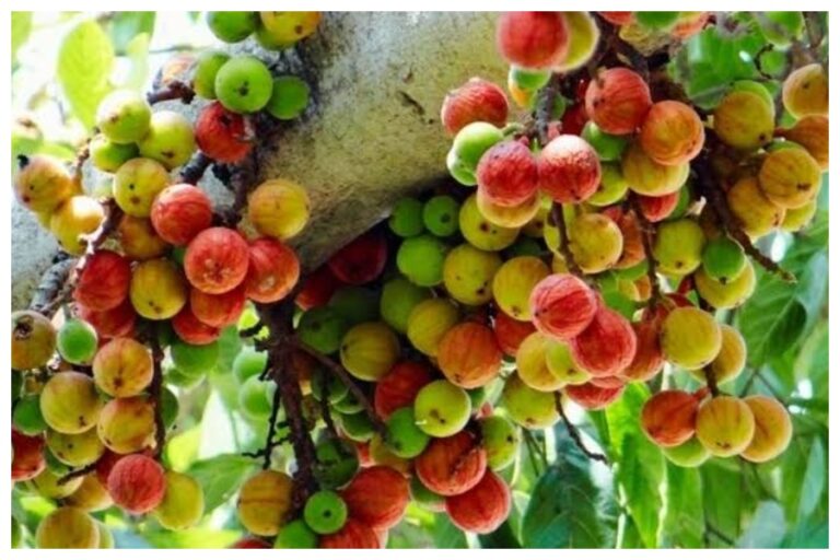 दवाओं का कारखाना माना जाता है यह पेड़, इसके जड़ से लेकर छाल तक है औषधि सामान,कई बीमारियां करता है दूर