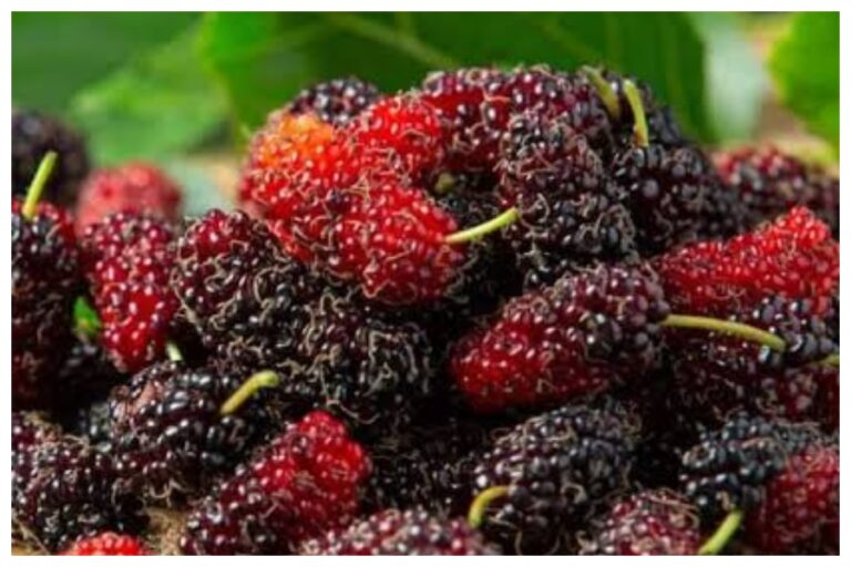 Health Benefits Of Shahtoot: अमृत के समान फायदेमंद है शहतूत का फल, शहतूत खाने से यह बीमारियां रहती है दूर