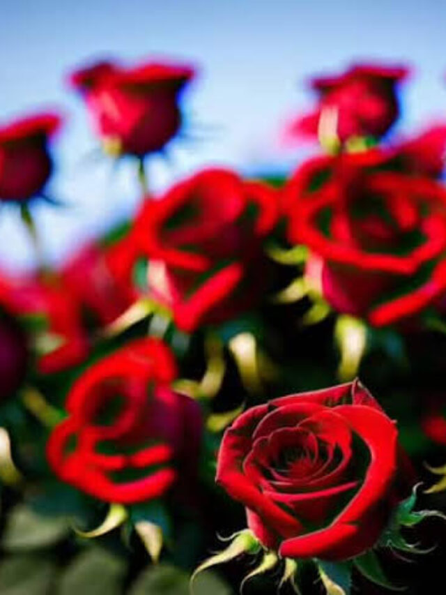Rose Benefits: सिर्फ पूजा पाठ में ही नहीं बल्कि कई बीमारियों को दूर करने में भी काम आता है गुलाब का फूल, जाने फायदे