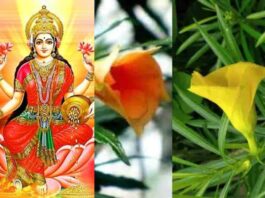 Kaner Flower Benefits