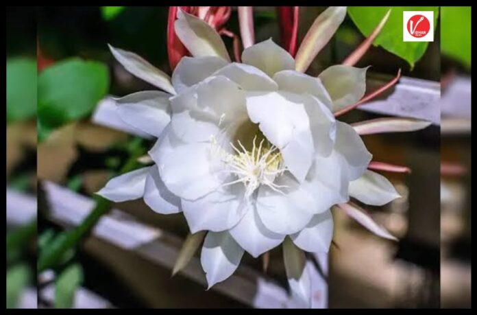 Brahma Kamal