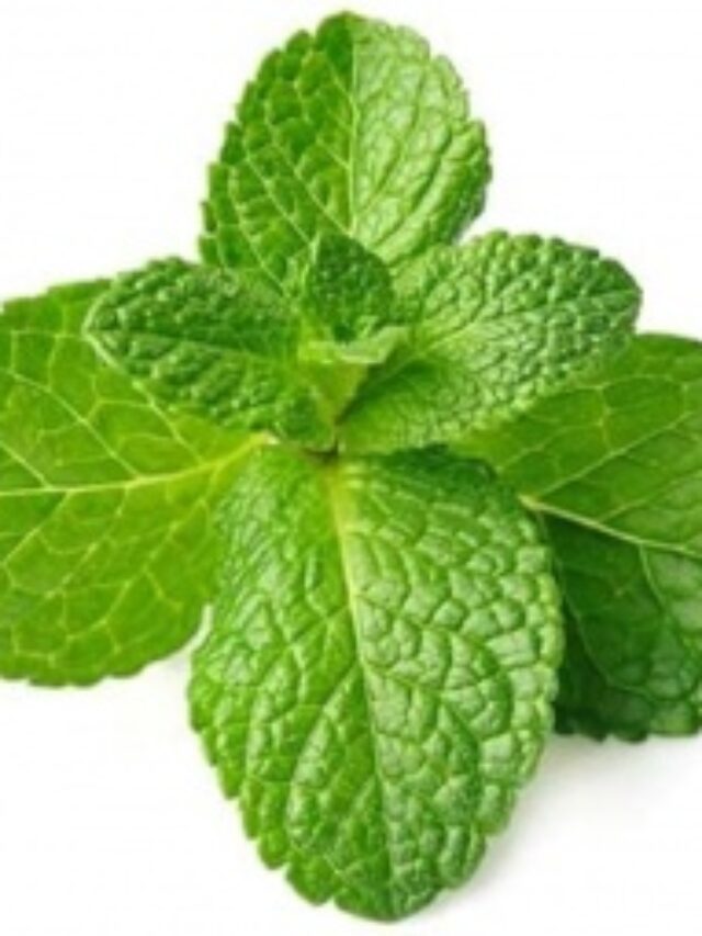 Mint Benefits: