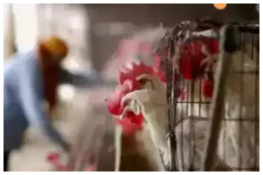 BirdFlu