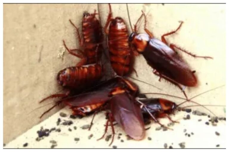 Cockroach ko kaise bhagayein: अब कॉकरोच का खात्मा पक्का, बस इन उपायों को आज ही अपनाएं