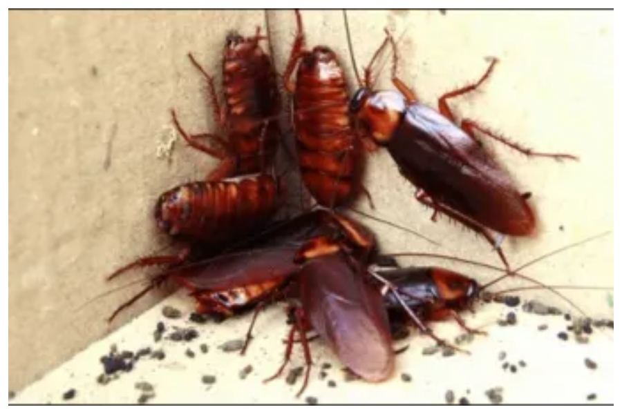 Coakroaches