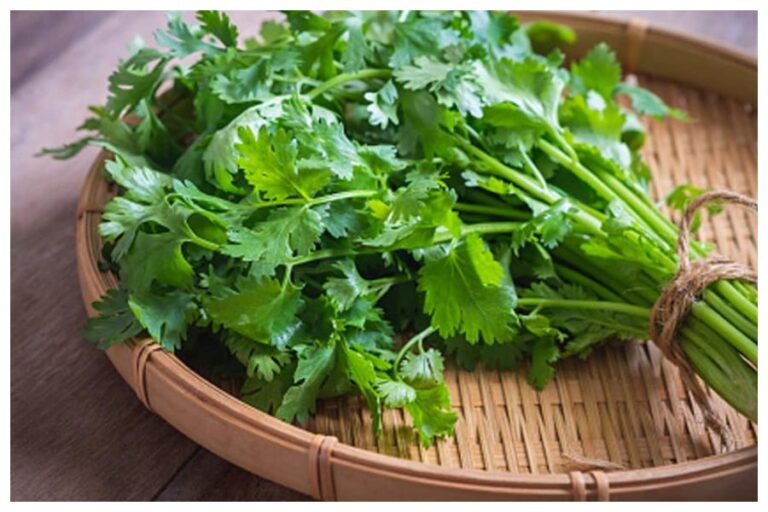Green Corriander Storage Tips: कहीं हरा धनिया सूख ना जाएं, इस तरह करेंगे स्टोर तो रहेगा हर टाइम हरा भरा