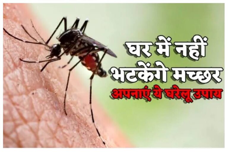 Mosquito Remedies : इस मानसून डेंगू जैसी खतरनाक बीमारियों से हैं बचना? तो मच्छरों को भगाने के लिए लगा लें ये पौधे