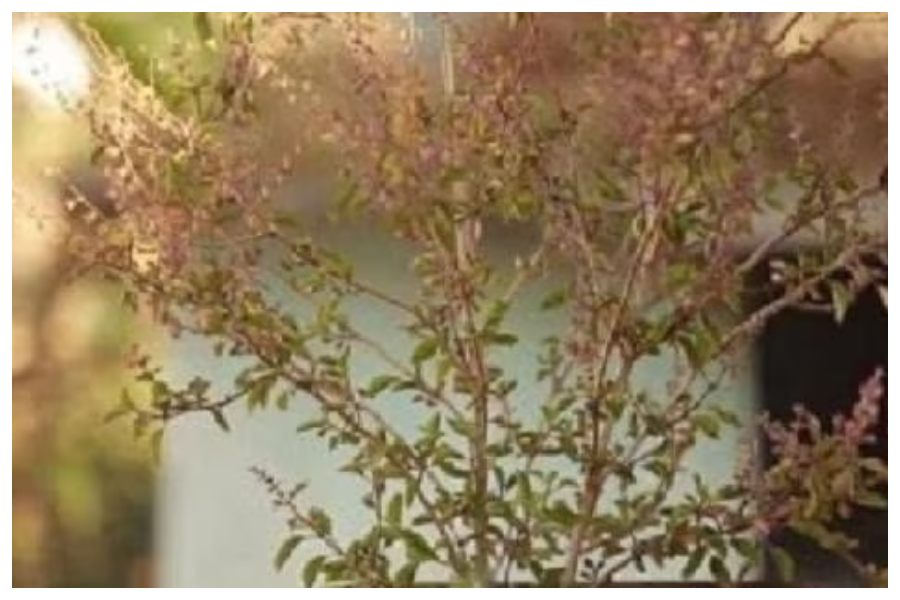 Tulsi Plant Care In Summer Tulsi Plant Care