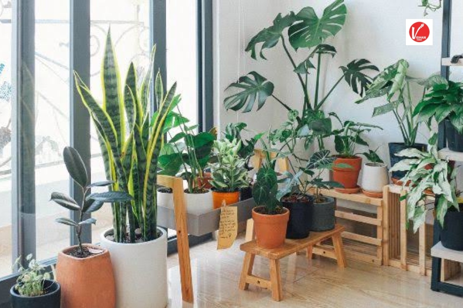 Indoor Plants for Mental Health