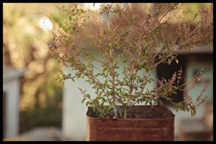 Tulsi Vastu