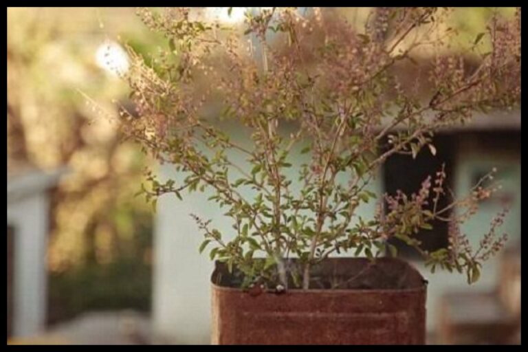 Tulsi Vastu