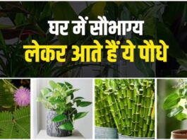 Lucky Plant's