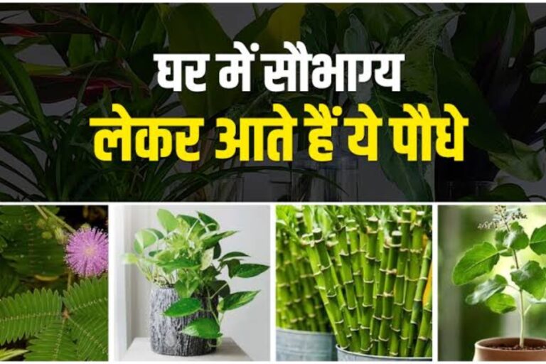 Lucky Plant's