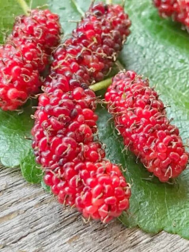 Health Benefits Of Shahtoot
