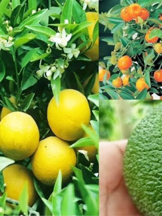 Benefits of Kinnow