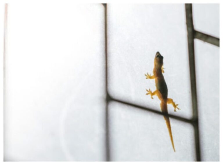 Get Rid of Lizards: घर की दीवारों पर छिपकलियों को देख-देख कर हो गए परेशान, तो बस इस डिवाइस से यूं भागेगी सब