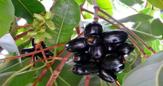 Jamun Leaves Benefits in Hindi