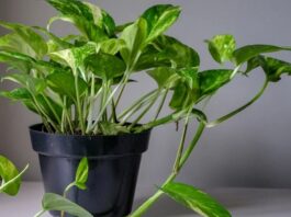 Money Plant Tips