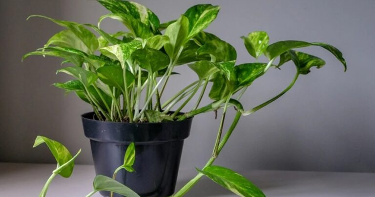 Money Plant Tips