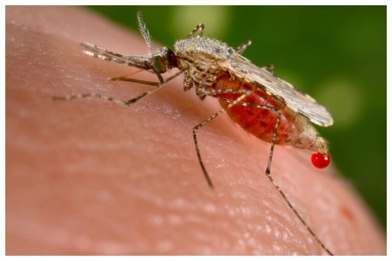 Mosquito Causes Virus