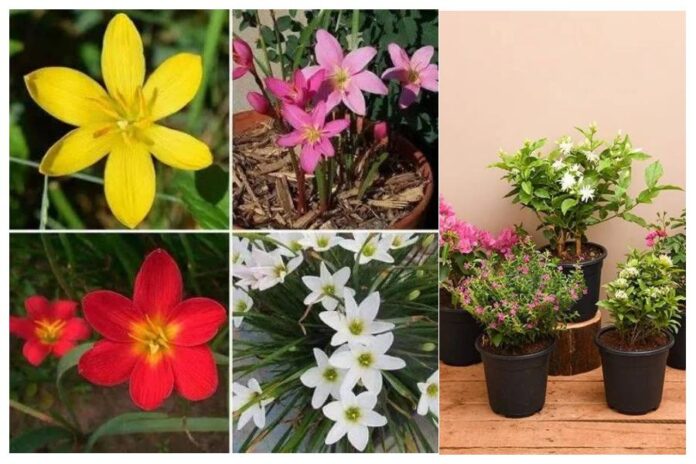 Monsoon Flower Planting