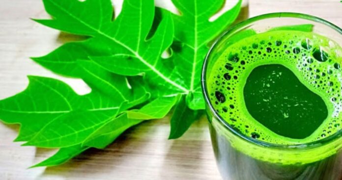 Papaya Leaf Benefits Papaya Leaf Benefits