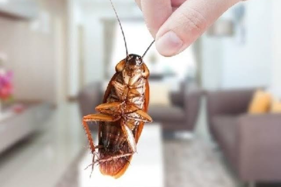 Cockroaches